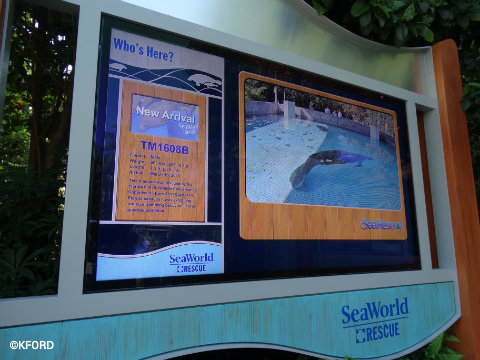 seaworld-orlando-rescued-manatee-rehabilitation-display.jpg