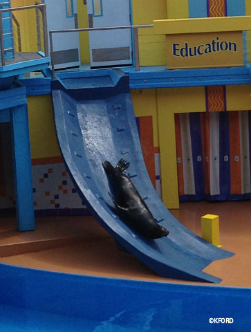 seaworld-orlando-sea-lion-high-sliding.jpg