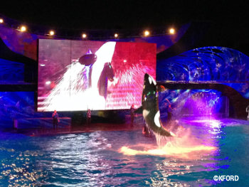 seaworld-orlando-shamu-christmas-miracles.jpg