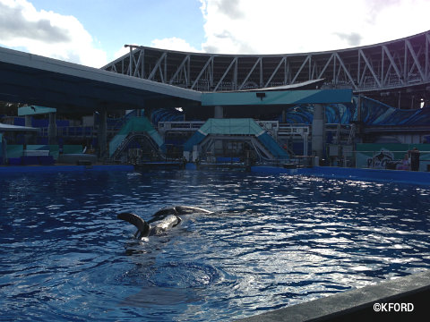 seaworld-shamu-up-close-backstage-pool.jpg