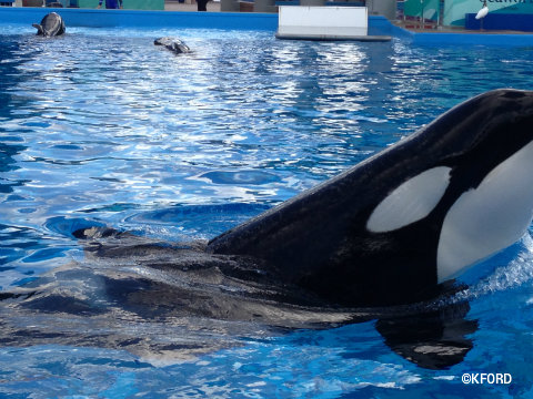 seaworld-shamu-up-close.jpg