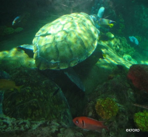 seaworld-turtletrek-resting-turtle.jpg