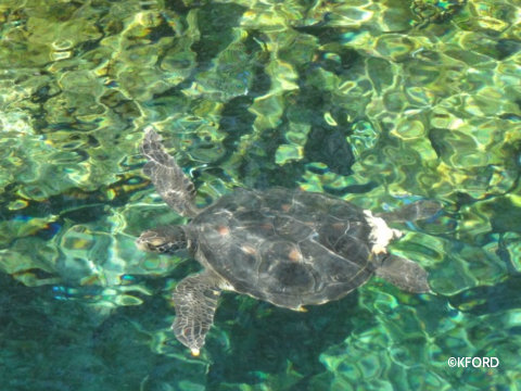seaworld-turtletrek-turtle-outside.jpg