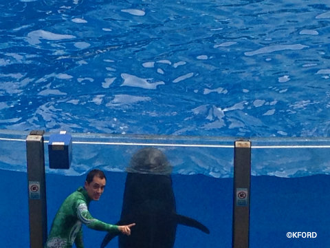 seaworld-wild-days-pilot-whale.jpg