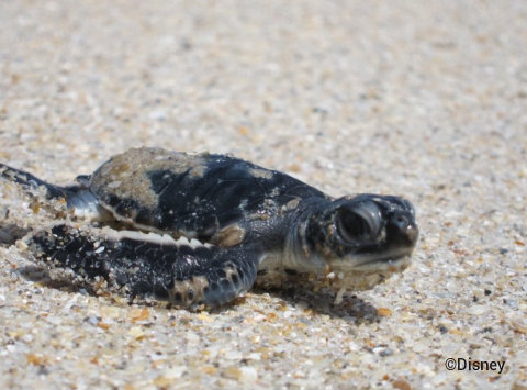 tour-de-turtles-disney-vero-beach-hatchling.jpg