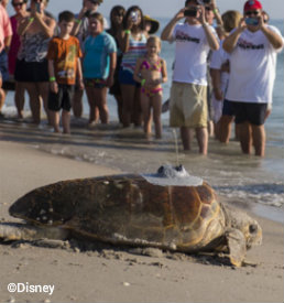 tour-de-turtles-vero-beach-2013.jpg