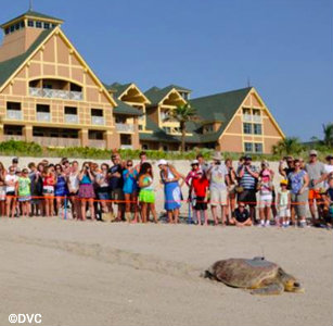 tour-de-turtles-vero-beach.jpg