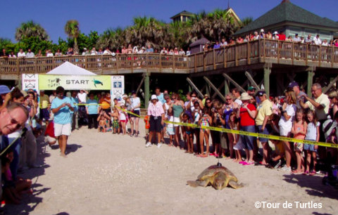 tour-de-turtles.jpg