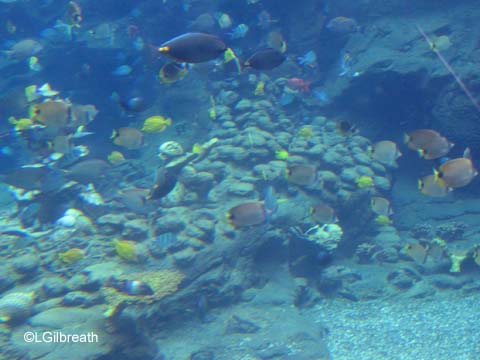 Aulani Grand Opening - Resort Activities