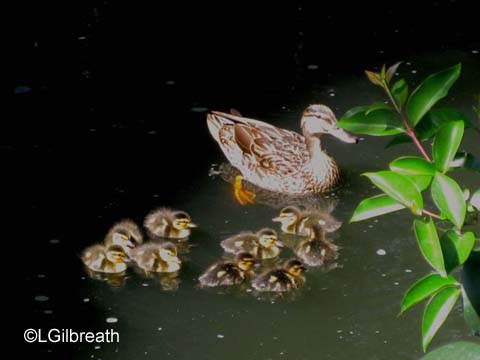 Springtime Fun at Disneyland