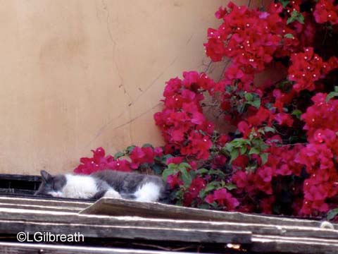 Springtime Fun at Disneyland