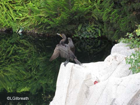 Disneyland Updates and Random Observations - August 5, 2011, Part 1