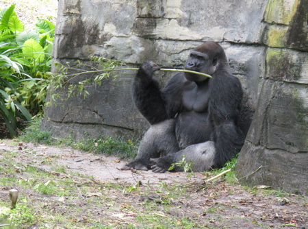 gorilla_stick.jpg