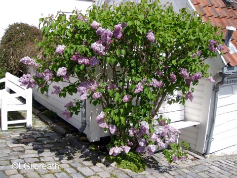 Lilacs Stavanger Norway