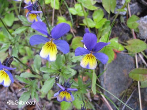 Geiranger flowers