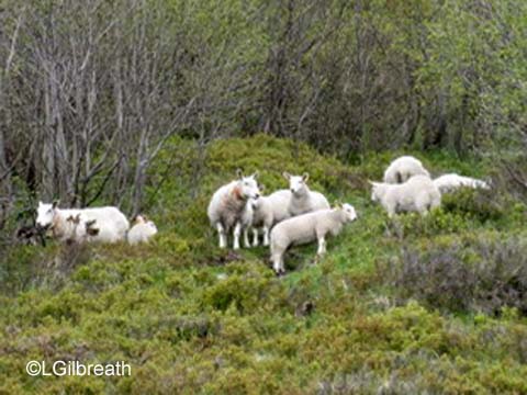 Geiranger sheep