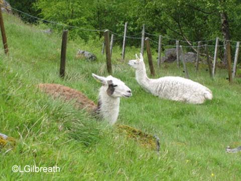 Westeras farm llamas