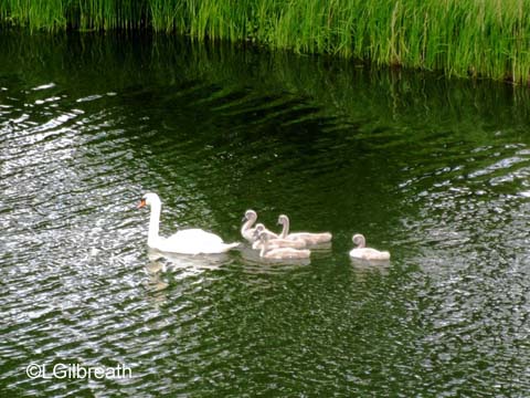 Copenhagen swans