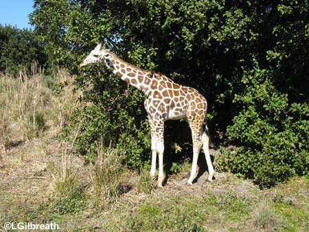 wdw0109babygiraffe.jpg