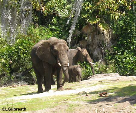 wdw0309elephants.jpg