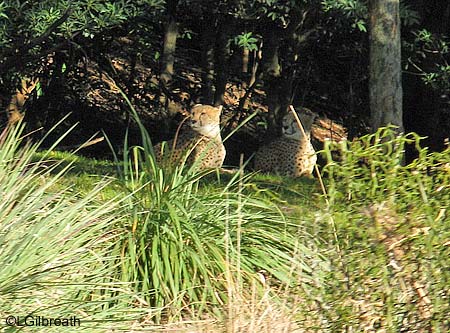 wdw1208cheetahs.jpg