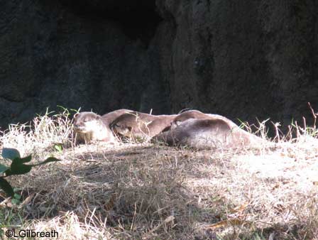 wdw1208otters.jpg