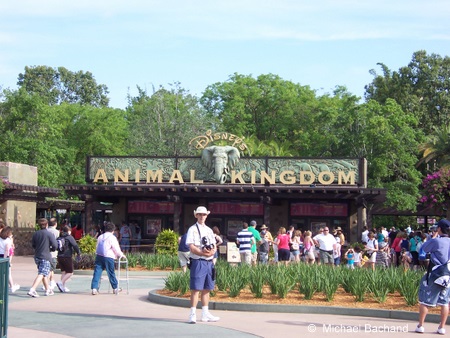 Amimal Kingdom Entrance