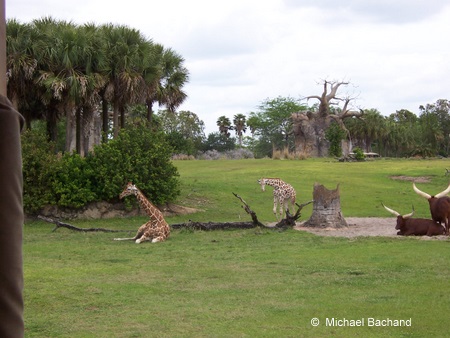 A couple lazy giraffes