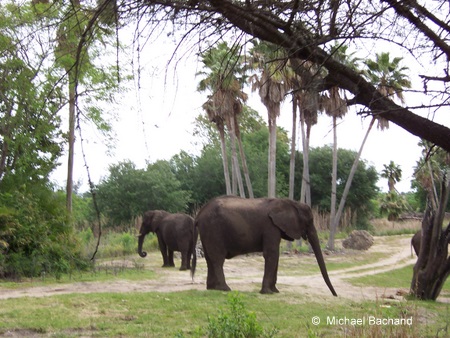 Elephants