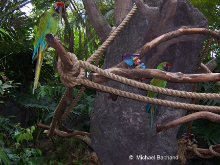 Beautiful birds