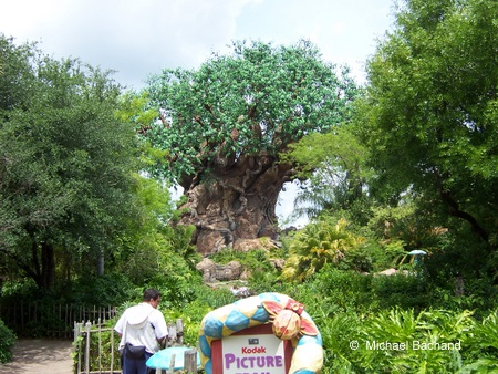 Tree of Life