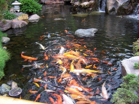 Koi fish in the pond