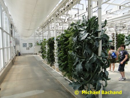 Research and Production Greenhouse