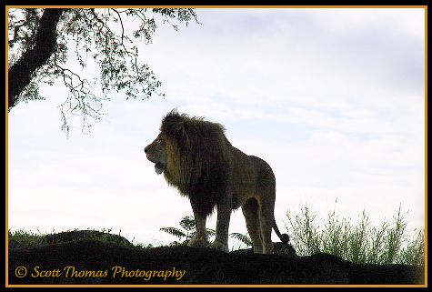 African Lion on the Kilimanjaro Safari in Disney's Animal Kingdom, Walt Disney World, Orlando, Florida