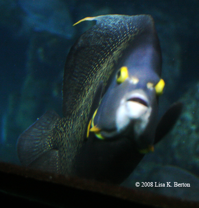 byefishy.jpg