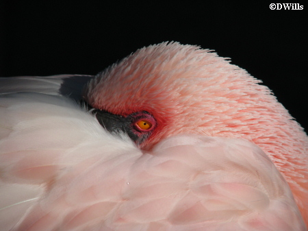 Animal Kingdom Flamingo