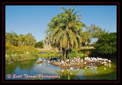 Flamingo island on the Kilimanjaro Safari in Disney's Animal Kingdom, Walt Disney World, Orlando, Florida