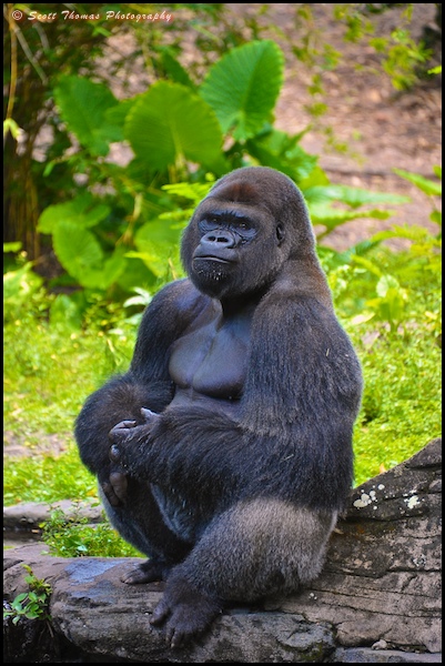 Bachelor Gorilla on the Pangani Forest Exploration Trail in Disney's Animal Kingdom, Walt Disney World, Orlando, Florida.