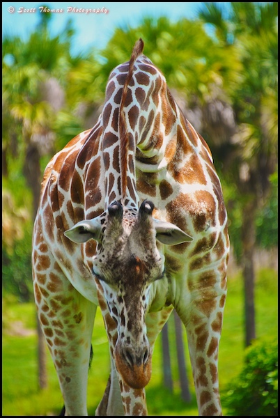 Reticulated Giraffe on the Kilimanjaro Safari in Disney's Animal Kingdom, Walt Disney World, Orlando, Florida.