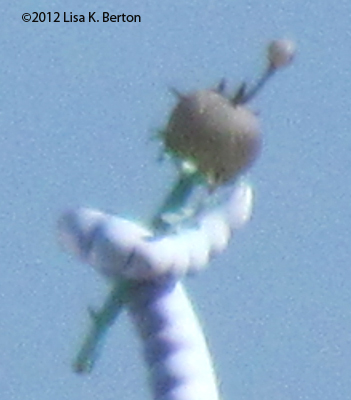 lkb-DigitalZoom-HortonPixelizedCloseup.jpg