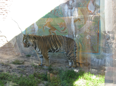 lkb-GlassTiger-coveredreflection.jpg