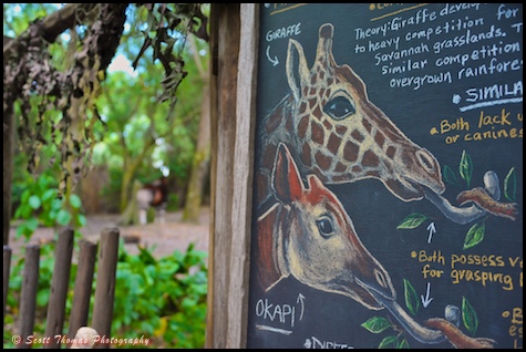 Educational blackboard on the Pangani Forest Exploration Trail in Disney's Animal Kingdom, Walt Disney World, Orlando, Florida.