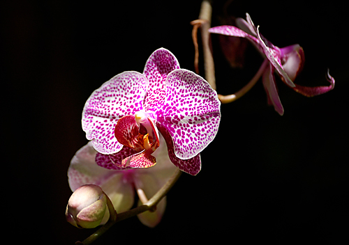 Mexican Orchid