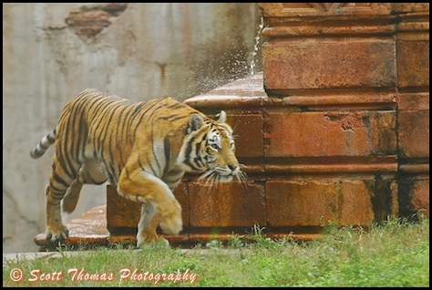 A tiger starting to run at another on the Maharajah Jungle Trek in Disney's Animal Kingdom, Walt Disney World, Orlando, Florida.