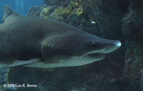 shark.jpg