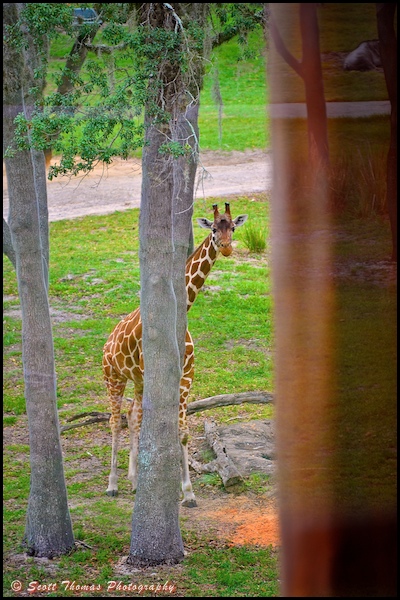 Reticulated Giraffe peering around a tree on the Arusha savanna at Disney's Animal Kingdom Lodge, Walt Disney World, Orlando, Florida.