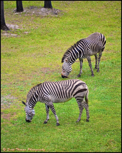 Grant's Zebras browsing on one of Disney's Animal Kingdom Lodge savannas, Walt Disney World, Orlando, Florida.