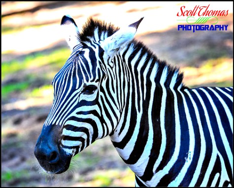 Grant's Zebra photographed on the Kilimanjaro Safari at Disney's Animal Kingdom, Walt Disney World, Orlando, Florida Grant's Zebra photographed on the Kilimanjaro Safari at Disney's Animal Kingdom, Walt Disney World, Orlando, Florida