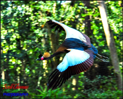 African Crowned Crane flying during the Flights of Wonder show at Disney's Animal Kingdom, Walt Disney World, Orlando, Florida