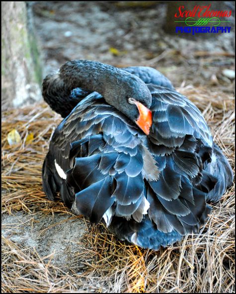 Black Swan sleeping in the Oasis at Disney's Animal Kingdom, Walt Disney World, Orlando, Florida